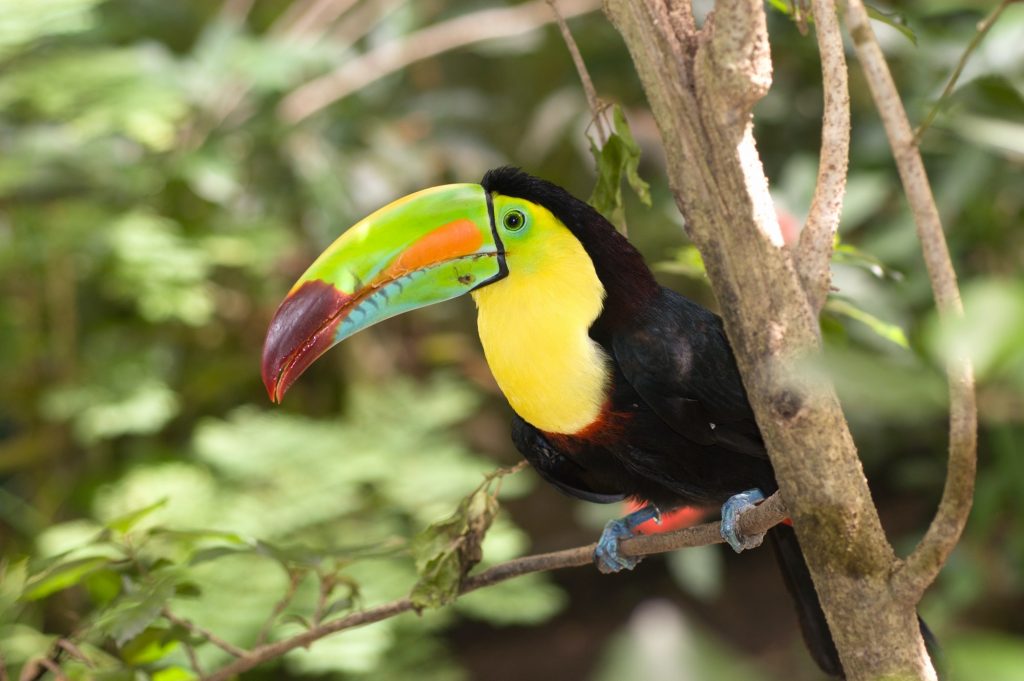 Colorful Toucan